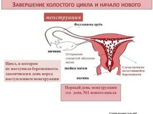 Может ли девочка забеременеть от возбуждения?