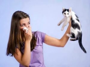 Аллергия на кошку и астма