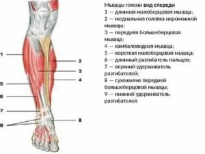 Забиваются берцовые мышцы при беге