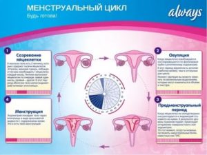 Может быть признаком анорексии если долго нет менструации?