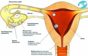 Может ли девочка забеременеть от возбуждения?