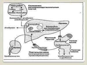 Повышен билирубин и гемоглобин