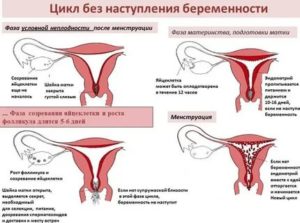 Месячные закончились раньше обычного