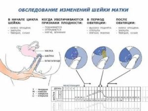 Овуляция вместо месячных