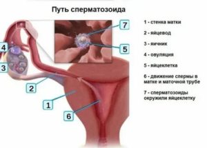 Может ли девочка забеременеть от возбуждения?