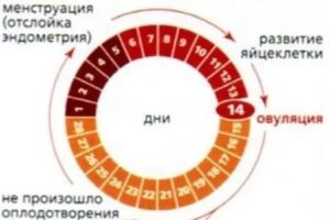 Какова длительность задержки после первого цикла ОК?