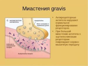 Антитела к ацетилхолиновому рецептору