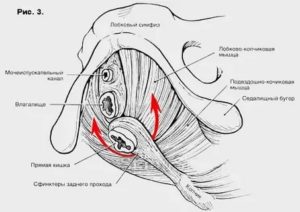 Уплотнение между влагалищем и анусом