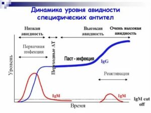 Почему авидность снижается, а антитела говорят о выздоровлении?