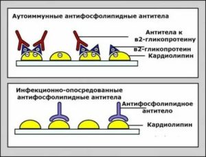 Антитела к миелин-ассоциированному гликопротеину