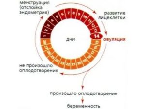 Какова длительность задержки после первого цикла ОК?