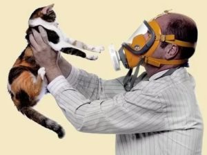 Аллергия на кошку и астма