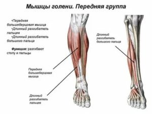 Забиваются берцовые мышцы при беге