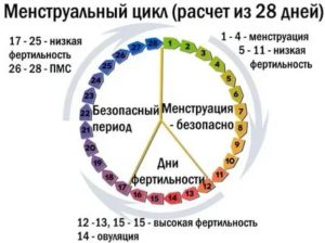 Когда наступит овуляция при цикле 28 дней?