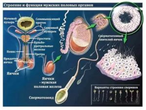 Что убивает сперматозоиды?