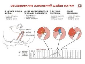 Свидетельствует ли это о том, что я могла забеременеть?