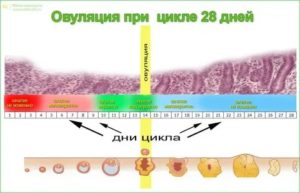 Когда наступит овуляция при цикле 28 дней?