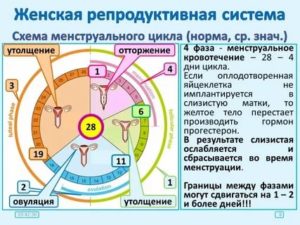 Может ли длительность менструального цикла составлять 51 день?