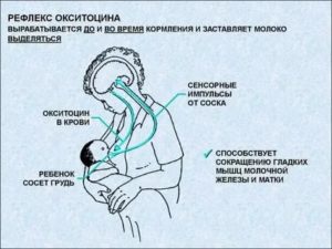 Нет выделений после укола окситоцина