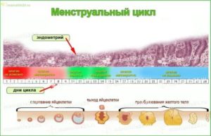 Отсутствие овуляции, эндометрий не растёт и фолликулы не развиваются