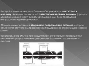 Антитела к миелин-ассоциированному гликопротеину