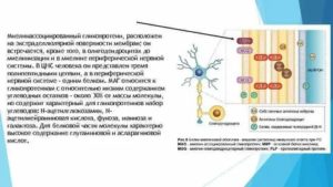 Антитела к миелин-ассоциированному гликопротеину