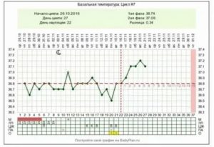 Как рассчитать день овуляции, если цикл 33 дня?