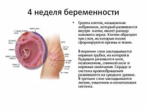 Можно ли заниматься сексом на третьей неделе беременности?