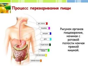 Не переваривается пища у ребенка