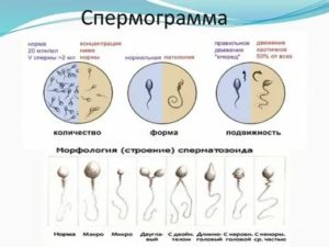 Через какое время после лечения можно пересдать спермограмму?