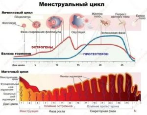 Почему менструальный цикл каждый раз разный?