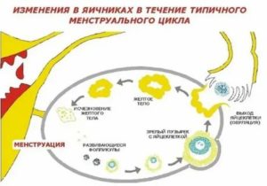 2 желтых тела в яичнике на 25 день цикла