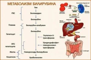 Может застой желчи давать такой билирубин?