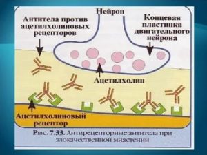 Антитела к ацетилхолиновому рецептору