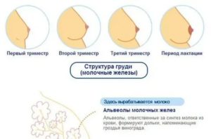 Грудь увеличилась и болит, но месячным не время