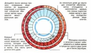 Можно ли забеременеть на 6 день месячных?