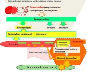 Повышен билирубин и гемоглобин