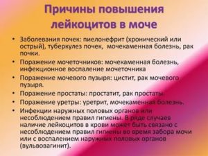 Почему повышены лейкоциты?